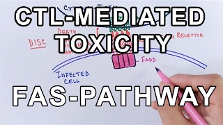 Mechanism of CELL MEDIATED TOXICITY [upl. by Attinahs265]