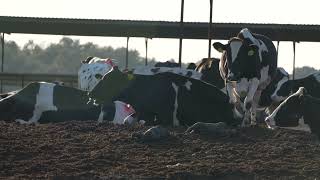 Dr Crystal Heath captured more footage from a dairy farm in Tulare [upl. by Hillier]