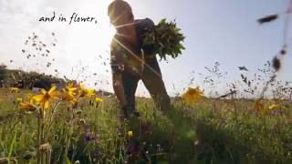 Arnica Harvesting [upl. by Adihsar]