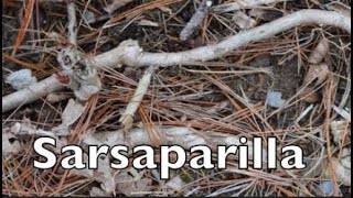 How to Harvest Medicinal Sarsaparilla [upl. by Nemzzaj81]