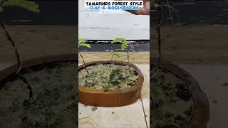 TAMARIND forest style tutorialsvideo tamarindtree gardening plantslovers naturelovers [upl. by Blaseio]