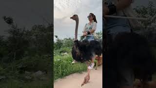 Ostrich Riding ostrichriding ostrich horseride animals funny [upl. by Dressel314]