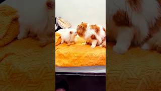 Nid ki goli dekr Malik ko sula diya😂🤣 cat billikicomedy comedy fatcat badcat princeofcats [upl. by Lehcir]