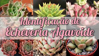 Identificação de Echeveria Agavoide  Paraíso da Suculenta [upl. by Eromle]