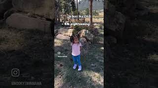 Take Your Special Ones to See Elk in Estes Park Colorado shorts [upl. by Frick626]