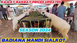 Kajlay Bakray Prices Updates🧐 Season 2024😊 Badiana Mandi Sialkot😎 [upl. by Eenaj178]