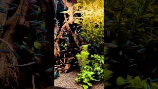 Beautiful neon tetra planted tank setup idea short shorts youtubeshortsshortvideo [upl. by Evoy385]