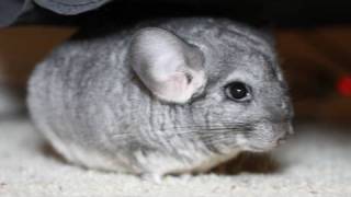 Cute Pet Chinchilla Flips Over [upl. by Bomke]