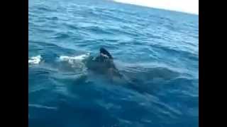 Vidéo dun requin au Maroc [upl. by Enrobyalc]