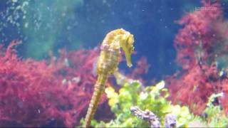 swimming Seahorses [upl. by Nuawad]