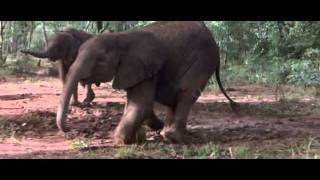 African Animals Getting Drunk Off Ripe Marula Fruit [upl. by Singer]