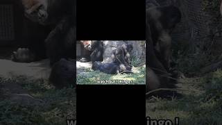 little gorilla mimics silverback 🤣 gorillatag 金剛猩猩 台北市立動物園 shorts [upl. by Binnings]