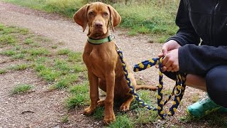 cute 35 Month Magyar Vizsla INKA  learn Canicross [upl. by Alika777]