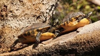 Whats a YellowBellied Slider  Pet Turtles [upl. by Samy937]