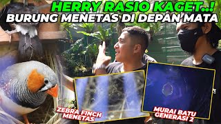 KEHADIRAN HERRY RASIO MEMBUAT 2 JENIS BURUNG MENETAS [upl. by Adlig]