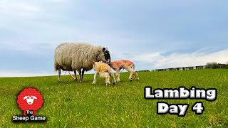 LAMBING SHEEP OUTSIDE  VLOG 4  LAMBING 2021 [upl. by Dowlen]