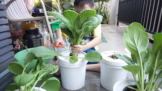 Mustard Greens Harvesting  KRATKY METHOD HYDROPONICS [upl. by Liuqnoj]