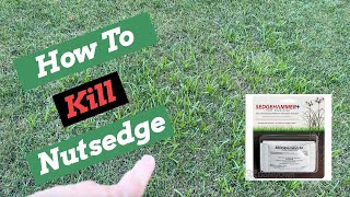 Nutsedge Killer  SedgeHammer  Herbicide Weed Control [upl. by Morrissey]