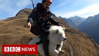 How Ouka the dog became an expert paraglider  BBC News [upl. by Aneelas776]