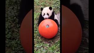 panda jugando con fútbol⚽️🐼pandadesiigner panda pandabear pandashorts pandasong pandacartoon [upl. by Tansey724]