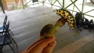 Royal Flycatcher displaying [upl. by Bender323]