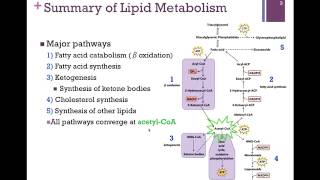 122Summary of Lipid Metabolism [upl. by Kenta]