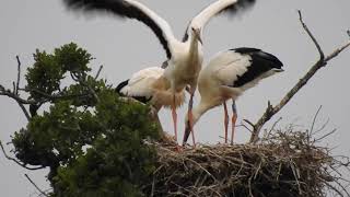 Young stork flying [upl. by Annwahsal681]