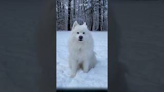 Samoyed The White Snow Dog from the Frozen Land [upl. by Aidas]