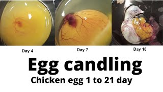 Egg Candling From Day 1 to 21  Egg Embryo Development [upl. by Sybley694]