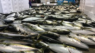 Amazing Gian Yellowtail Farm in Japan  Catch Clean Cutting and fillet Fish For Sashimi [upl. by Eibreh]