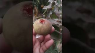 Homegrown figsfarming organicagriculture fig fruit [upl. by Lajet]