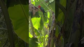 Australian King Parrot Alisterus scapularis [upl. by Oglesby756]