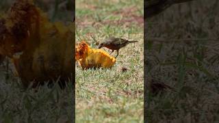 Sanhaço de Coqueiro Palm Tanager Thraupis palmarum birds freebirds nature [upl. by Wynny]