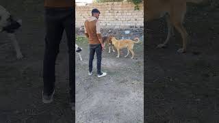 Aslan gibi köpekler AlkanBesicilk0434 Doğubeyazıt aslanları yutubeshorts trending animals [upl. by Ekud]