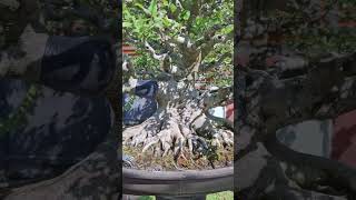 Ficus racemosa  Jagyadimoru Tree Bonsai bonsai ficus bonsaiideas [upl. by Ramyaj214]