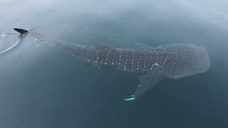 Whale shark in the Persian Gulf [upl. by Nonnahc125]