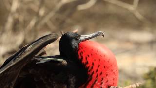 Magnificent Frigate Bird Courtship Display  Galapagos 🌎 🇪🇨  Wild Travel  Robert E Fuller [upl. by Neelik]