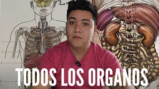 La UBICACION de cada uno de LOS ORGANOS del CUERPO  Anatomia en Enfermeria [upl. by Ynneh]