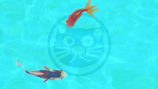 Video relajante de peces nadando para gatos 😸🐟 [upl. by Soutor]