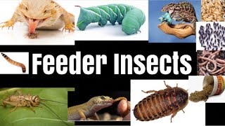 Feeder Insects 101 for Reptiles amp Amphibians [upl. by Yramesor]