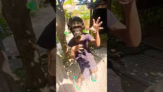 পালা বান্দর 🐒🐒🐒 funny monky youtubeshorts trending shortvideo viralvideo ytshorts comedy [upl. by Ehc]