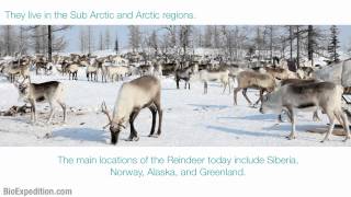 Information about Reindeer [upl. by Galvin]