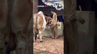 Brehman bull MashAllah pathancattlefarmcow cow animals cutebaby pathancattlefarm2023cows bull [upl. by Taran]