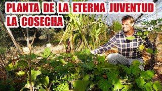 PLANTA DE LA ETERNA JUVENTUD SU COSECHA BENEFICIOS Y CURIOSIDADES [upl. by Temirf]