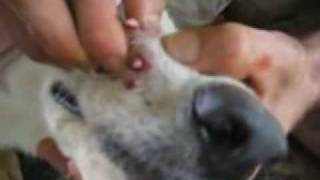 10 Botflies Removed From Dogs Snout [upl. by Spillihp678]