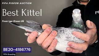 quot Best Kittel quot Racing Pigeon From quot Les Green Uk quot Bloodline For Sale In Pipa Pigeons Auction [upl. by Jueta]