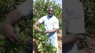 Le raisin une réalité au Niger 92636300 [upl. by Cyrillus]