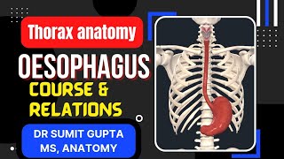 OESOPHAGUS  ANATOMY [upl. by Enneirb]