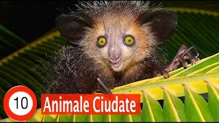 Top 10 Cele Mai Ciudate Animale [upl. by Ahseneuq]