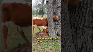 Amazing Cow Rescue  You Won’t Believe How He Freed It😮😍 cow rescue cowrescue hearttouching [upl. by Amie]